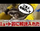 【 #おつモモンガ 】【 #睡眠用 #勉強用 #作業用BGM 】ミュート芸回！大笑いに来てくれ！愛情表現や多頭飼いの飼い方は映ってるから！【フクロモモンガ朝散歩2025/01/31 #ハイライト 】