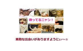 保護ねこの家譲渡会 in 天王寺