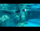 【東武動物公園】ささだんご君のすいすいタイム【スローモーション】