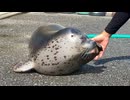 【東武動物公園】もちもちちゃんのトレーニング【ゴマフアザラシ】