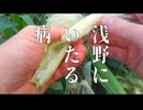 浅野にいたる病