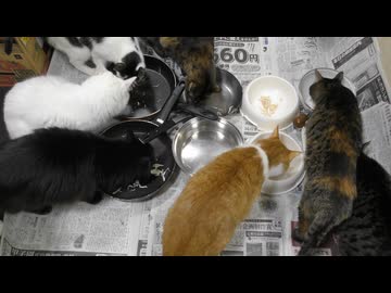 今週のおやつ（本隊）【蒼民家の猫々】