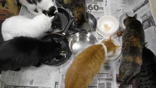 今週のおやつ（本隊）【蒼民家の猫々】
