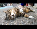 駐車場に堂々と横たわる猫がいたのでナデナデしてきた