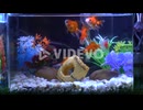 Red fishes swimming in a aquarium