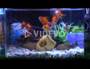 Red fishes swimming in a aquarium