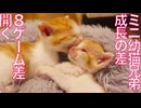 ミニ幼猫兄弟、成長差が7.5ゲーム差くらい開く