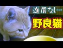 ごはん食べるだけ…【野良猫】
