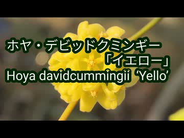 ホヤ・デビッドクミンギー「イエロー」(Hoya davidcummingii ‘Yellow’)
