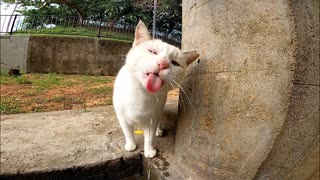 野良猫から「喉が乾いたからお水出してニャン」と言われたので蛇口を開けたら