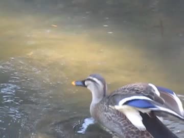 カモの鳴き声　ニコニコ動物動画　可愛い鳥