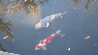 ゆっくり鯉動画