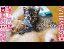 ミニ幼猫たち育成、膝上5匹乗せの荒業に挑む
