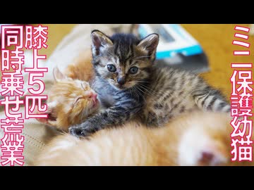 ミニ幼猫たち育成、膝上5匹乗せの荒業に挑む