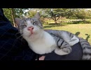 野良猫がベンチに座っていたので隣に座ったら膝の上に乗ってきた