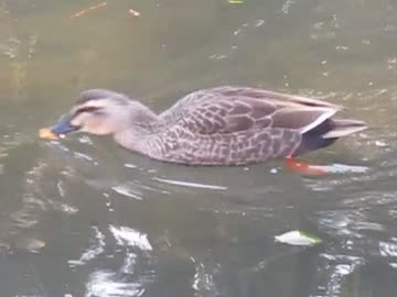カモの鳴き声　ニコニコ動物動画