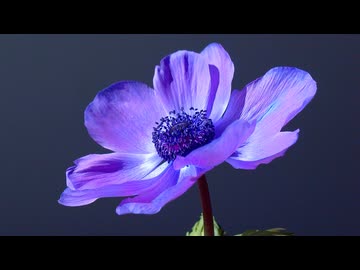 スキがキライになった瞬間。／知声【おたおめ知声神調声】