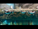 【浅虫水族館】フンボルトペンギンたちのすいすいタイム【スローモーション】