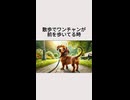 散歩でワンちゃんが振り返るのは・・・