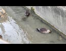 のんびり生きてはる。