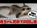 【 #おつモモンガ 】【 #睡眠用 #勉強用 #作業用BGM 】散歩中に赤ちゃんが初めての回し車に乗った瞬間！これがこの親の育て方か！【2025/02/04】