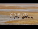 A herd of American bison or buffalo at the shores of the salt lake in Antelope Island Utah