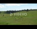 Aerial, herd of buffalo on a green grass hill