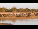 Huge herd of wild buffaloes walking at sunrise by water on African savannah