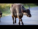 Huge Wild Buffalo With Large Horns Crossing Street Looking Around, Joining His Flock