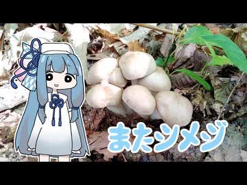 【A.I.VOICEキッチン】採取したキノコを食べる葵ちゃん　ホットチリ
