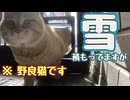 雪 積もっても…【野良猫】