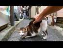 路地裏で腰トントンにめちゃめちゃ弱い猫に出会った