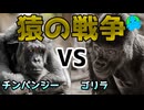 【観察史上初】チンパンジーがゴリラを襲う事件が初めて観察される！