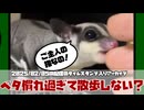 【 #おつモモンガ 】【 #睡眠用 #勉強用 #作業用BGM 】今日はあんまり部屋んぽしない？人慣れしている子とたっぷり楽しむ日！【2025/02/05】