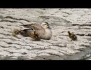 座りたくても座れないお母さんかも