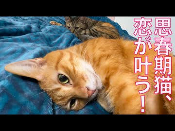 思春期男児猫、恋が叶った念願の猫団子
