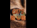 CAT'S 癒し猫
