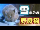 雪でも毎日来ます…【野良猫】