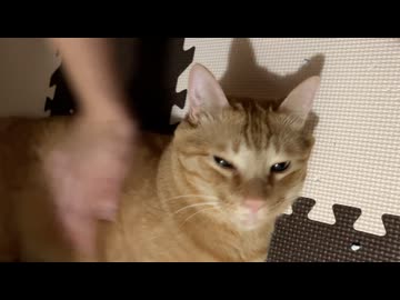 ゴシゴシされないと気が済まない