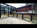 【東武動物公園】マントヒヒダッシュ【スローモーション】
