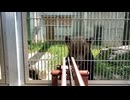 【東武動物公園】アヤメちゃんへのおやつプレゼント【エゾヒグマ】