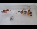 カウレクマノミ（ブリード）綺麗