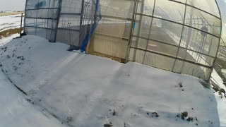 20250207　ハウスいっぱいになるぶどうにするには