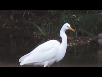 チュウサギ？　ニコニコ動物動画 可愛い鳥