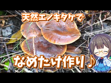 栽培ものと全然違う！？　天然エノキタケの"なめたけ"が美味♪