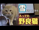 人が いないと思って…【野良猫】