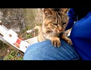 野良猫が寝ていたので近づいてナデナデしたら起きてきて膝の上に乗ってきた