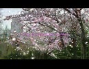Cherry blossom promenade in March