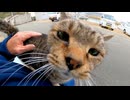 ベンチに猫が座っていたので隣に座って撫でるとゴロゴロと喜んで膝の上に乗ってきた