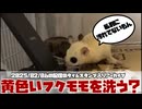 【 #おつモモンガ 】【 #睡眠用 #勉強用 #作業用BGM 】フクモモが病気にならないためにも基本シャワーは浴びせない！黄色くなるのは愛情表現！【2025/02/06】